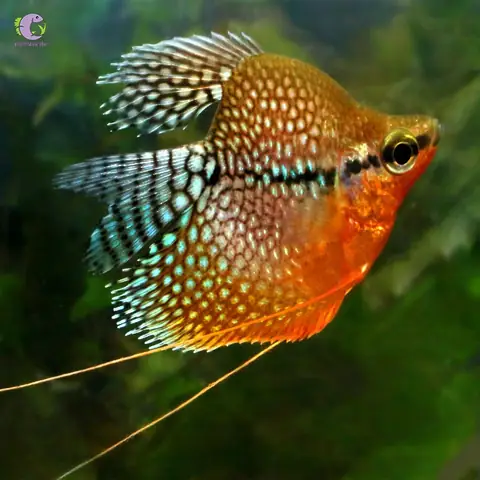 Cá Mã Giáp Short Hoàng Kim-1