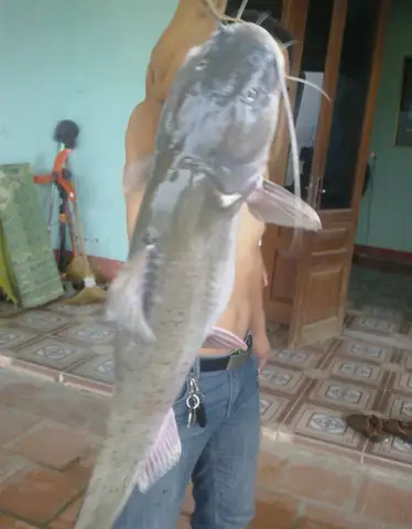 Cá Mầm Sông Lô: Đặc Sản Quý Hiếm Và Những Điều Bạn Cần Biết