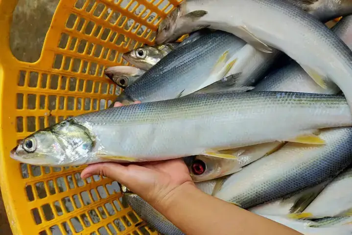 Hình Thái Và Cấu Tạo Cơ Thể