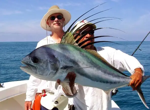 Cá Mào Gà Đỏ: Đặc Điểm, Tập Tính Và Ý Nghĩa Sinh Thái Của Loài Cá Cảnh Độc Đáo