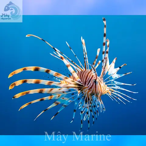 Cá Mao Tiên – Mayaqua