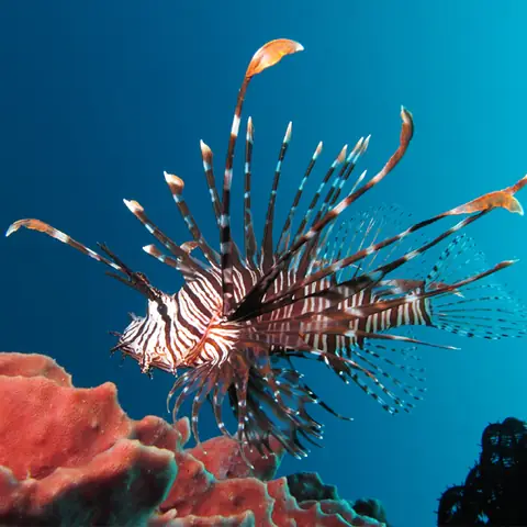 Cá Mao Tiên - Lionfish - Rin Aquarium