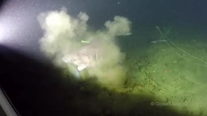 Bắt Gặp Cá Mập 6 Mang Có Nguồn Gốc Trước Thời Khủng Long