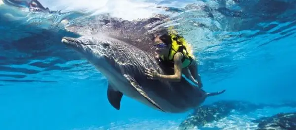 Lý Do Cá Mập Tránh Né Cá Heo Lý Do Cá Mập Tránh Né Cá Heo