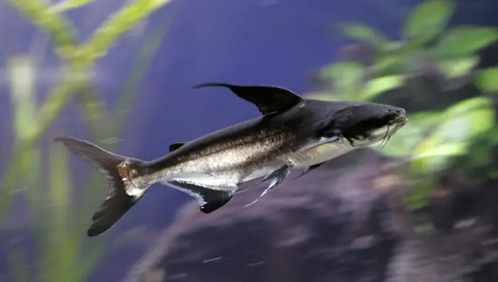 Cần Lưu Ý Gì Trước Khi Thả Cá Chung Cá Mập Cảnh?