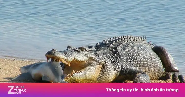 Cá Mập Vùng Vẫy Trong Hàm 'sát Thủ Đầm Lầy' | Znews.vn