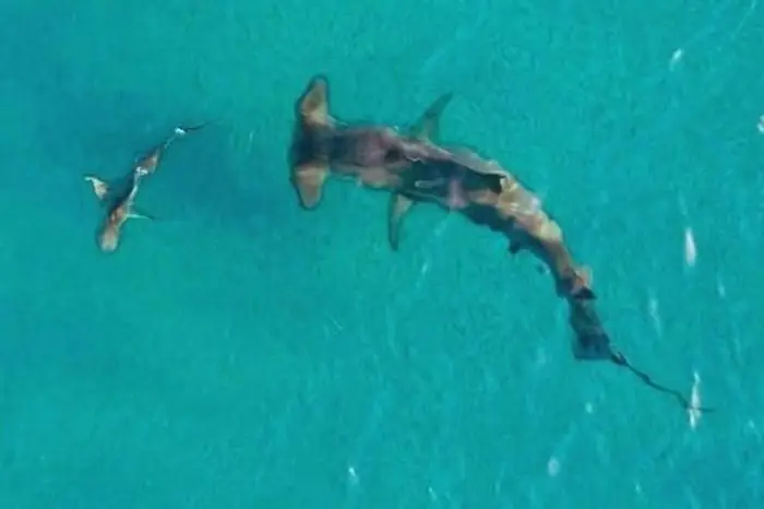 Clip: Cá Mập Đầu Búa Khổng Lồ Và Chuyến Đi Săn Hàng Nghìn Con ...