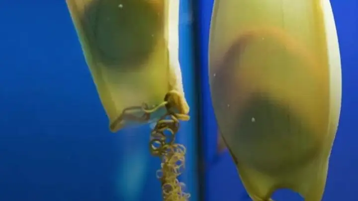 Cá Mập Đẻ Trứng: Sự Thật Kinh Ngạc Về Hình Thức Sinh Sản Của Bậc Đế Vương Đại Dương