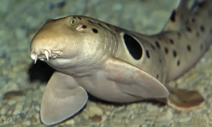 Cá Mập Đi Bộ Trên Cạn