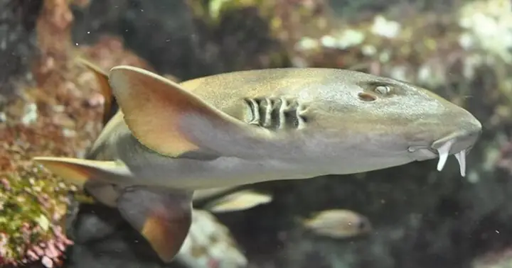 Cá Nhám Đuôi Dài Là Cá Gì? Cá Nhám Có Phải Là Cá Mập Không?