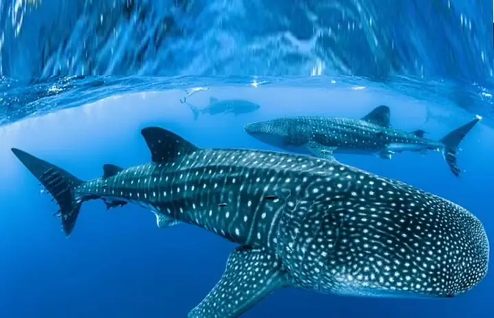 Cá Mập Khổng Lồ To Nhất Thế Giới