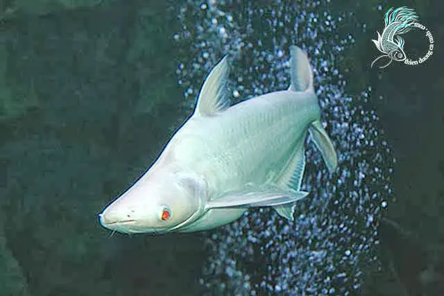 Cá Mập Mắt Đỏ