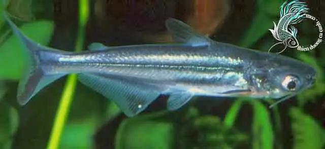 Cá Mập Mắt Đỏ