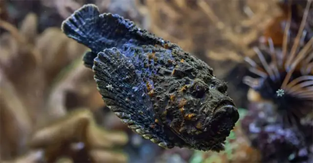 Cá Mặt Quỷ - Loài Cá Nguy Hiểm Nhất Thế Giới - Khoahoc.tv