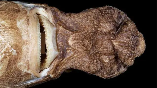 Cá Mập Tí Hon Mới Có Gương Mặt Ma Chê Quỷ Hờn