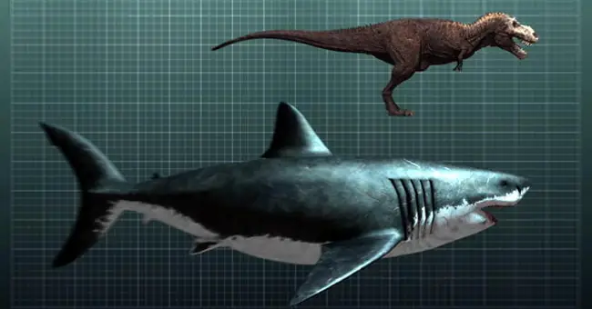Cá Mập Khổng Lồ Megalodon Vẫn Còn Sống Dưới Biển Sâu ...