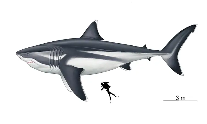 Quái Vật Megalodon Lớn Cỡ Nào?
