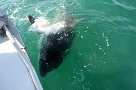 Câu Được Con Cá Mập Nặng Kỷ Lục 2 Tấn