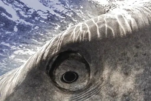 Những Loài Cá Mập Nhỏ Xíu Nhất Hành Tinh: Kích Thước Khiêm Tốn Nhưng Sức Sống Phi Thường