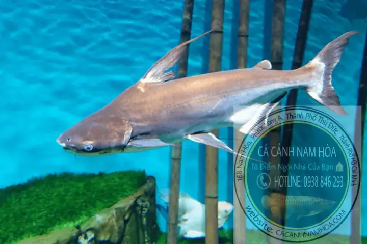 Môi Trường Sống Tự Nhiên