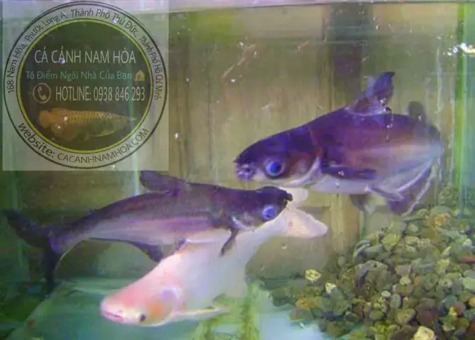 Tính Cách Và Cách Chọn Bạn Cùng Bể