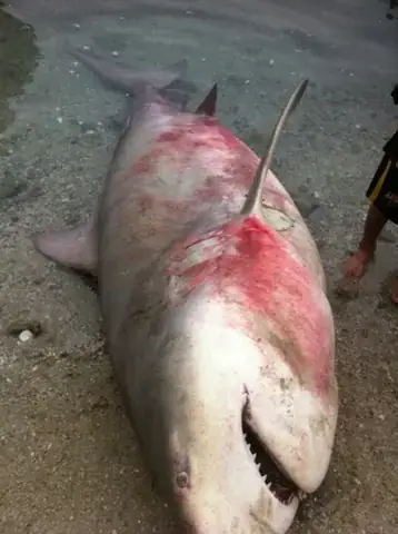 Cá Mập Tấn Công Con Người: Sự Thật Đằng Sau Nỗi Sợ Hãi Cá Mập Tấn Công Con Người: Sự Thật Đằng Sau Nỗi Sợ Hãi