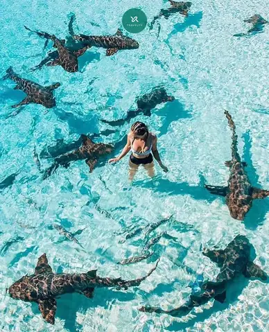 Kinh Nghiá»m Cã¹ng Cã¡ Máº­p Nhã¡m – Nurse Shark Á» Maldives