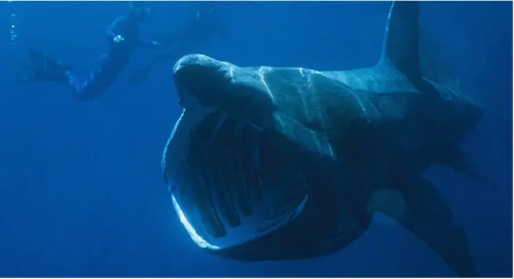 "quái Ngư" Khổng Lồ Dạt Vào Bờ Biển