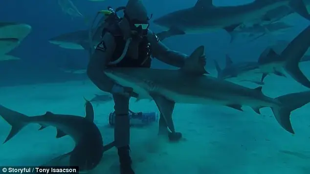 1001 Thắc Mắc: Cá Mập Đẻ Trứng Hay Đẻ Con? | Báo Điện Tử Tiền ...