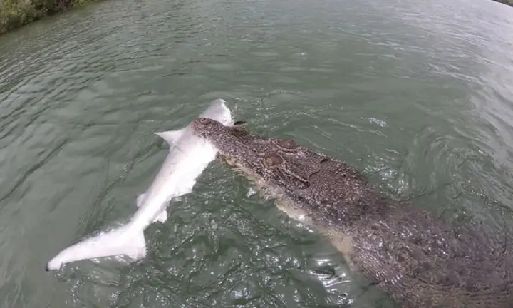 Cá Mập Và Cá Sấu: Ai Mới Là Kẻ Săn Mồi Thực Sự Của Đại Dương? Cá Mập Và Cá Sấu: Ai Mới Là Kẻ Săn Mồi Thực Sự Của Đại Dương?