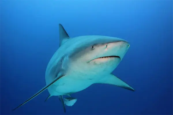 Cá Mập Sống Ở Nước Ngọt Hay Nước Mặn?