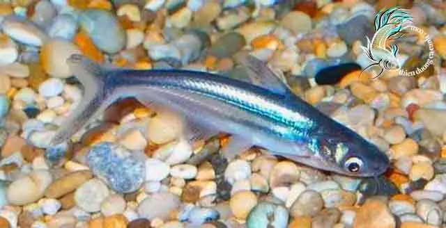 Cá Mập Thái Cảnh