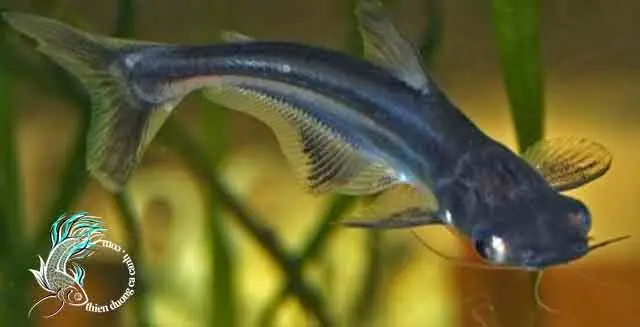 Cá Mập Thái Cảnh