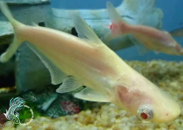 Cá Mập Trắng Nước Ngọt Ăn Gì?