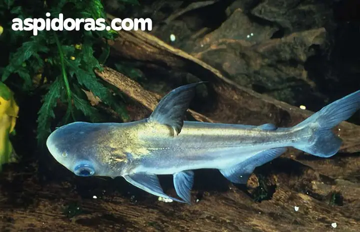 Cá Mập Trắng Nước Ngọt Ăn Gì?