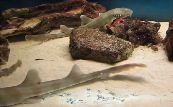 Những Chiếc Hàm Tuyệt Vời!