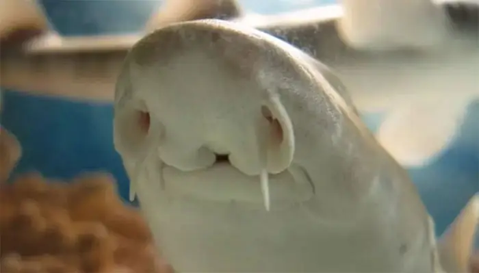 Những Chiếc Hàm Tuyệt Vời!