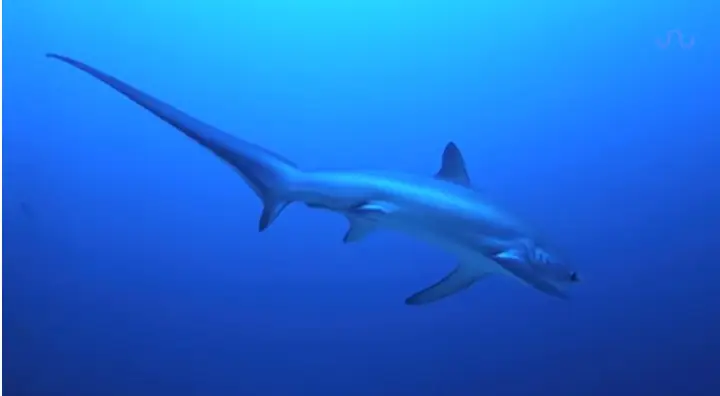 Cá Mập Vây Cao: Loài Cá Mập Với Đôi Vây Dài Ấn Tượng