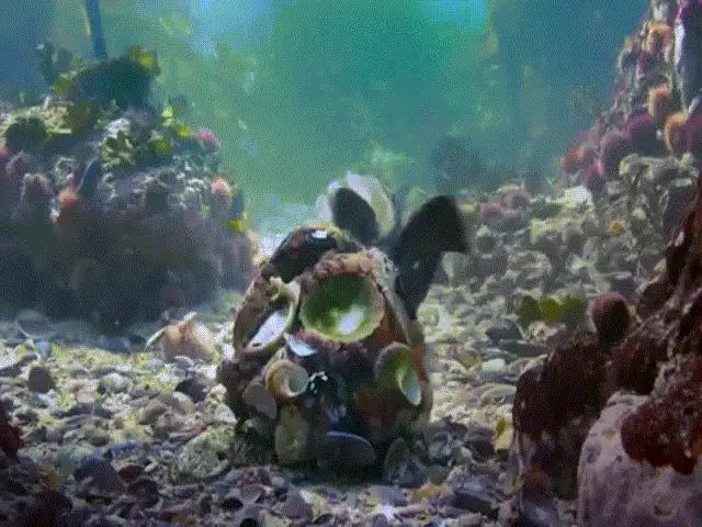 Bị Cá Mập Đuổi Rát, Bạch Tuộc Biến Hình Kinh Ngạc Để Thoát Thân