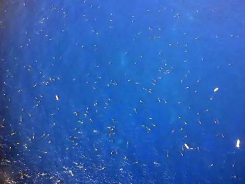 Quần Thể Cá Mập Voi Lớn Chưa Từng Thấy