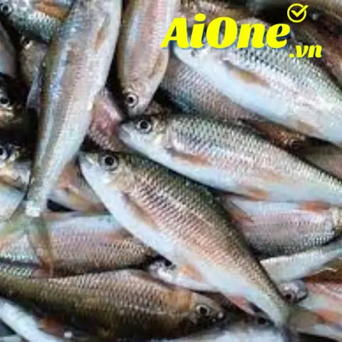 Cá Mát: Đặc Điểm, Giá Trị Dinh Dưỡng Và Kinh Nghiệm Mua Sắm