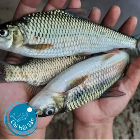 Cá Mát: Đặc Điểm, Giá Trị Dinh Dưỡng Và Kinh Nghiệm Mua Sắm