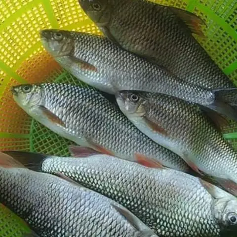 Cá Mát Là Cá Gì – Giá Cá Mát Hà Tĩnh Cá Mát Là Cá Gì – Giá Cá Mát Hà Tĩnh