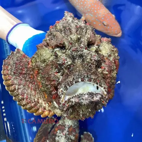 Mua Cá Mặt Quỷ Ở Đâu Hà Nội?