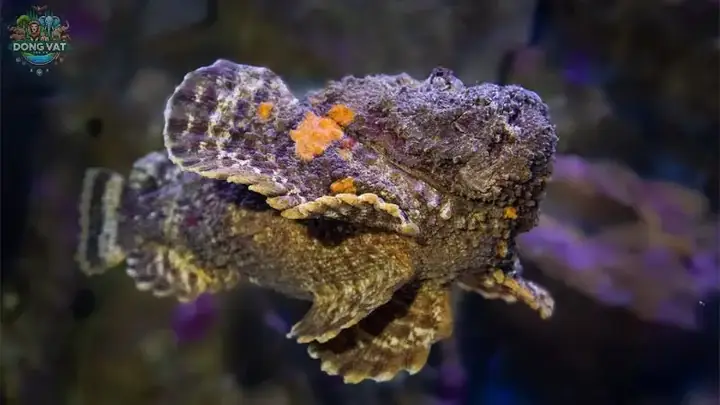 Giải Mã Hành Vi Săn Mồi Nguy Hiểm Của Cá Mặt Quỷ