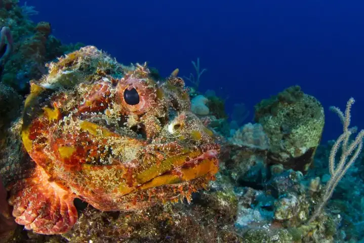 Tổng Hợp Hình Ảnh Cá Mặt Quỷ Sắc Nét Nhất