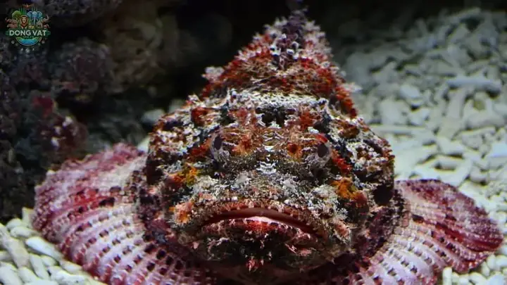 Các Câu Hỏi Thường Gặp Về Cá Mặt Quỷ