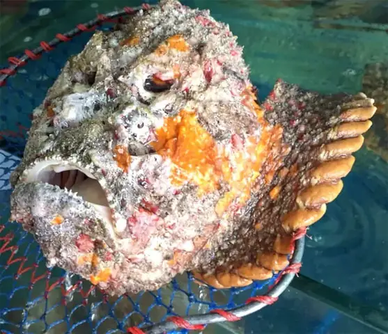 Tổng Hợp Hình Ảnh Cá Mặt Quỷ Sắc Nét Nhất