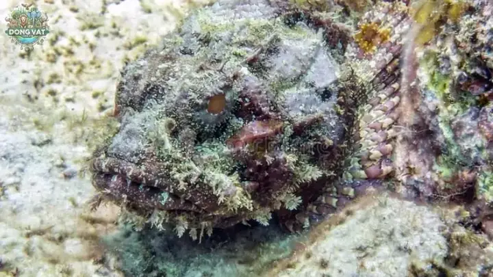 Giới Thiệu Chung Về Cá Mặt Quỷ