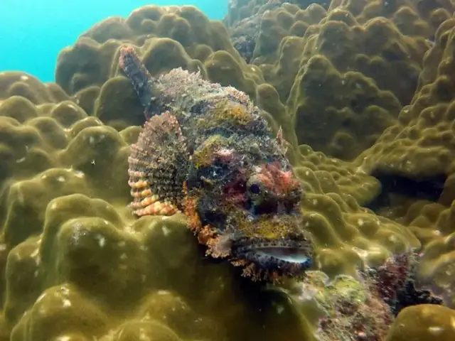 Tổng Hợp Hình Ảnh Cá Mặt Quỷ Sắc Nét Nhất